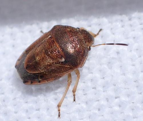 Réf. 238 667 : Neottiglossa leporina